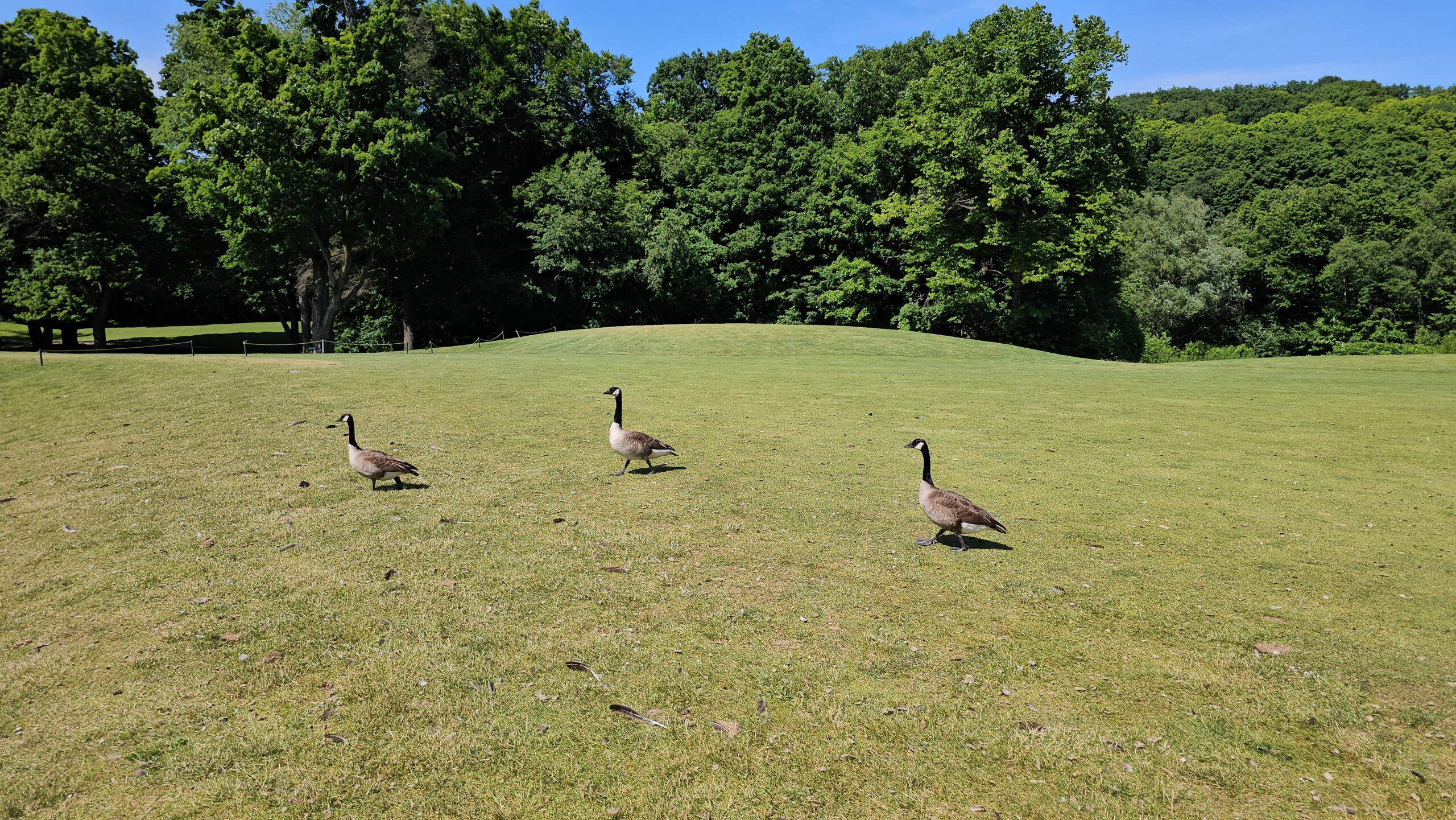 3 Canada Geese